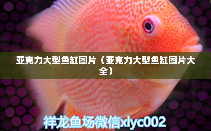 亞克力大型魚(yú)缸圖片（亞克力大型魚(yú)缸圖片大全）