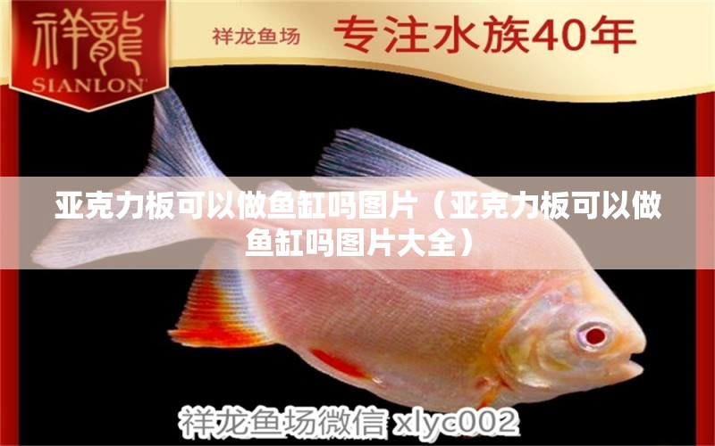 亞克力板可以做魚缸嗎圖片（亞克力板可以做魚缸嗎圖片大全）