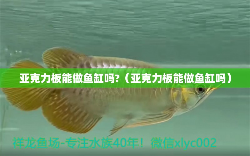 亞克力板能做魚缸嗎?（亞克力板能做魚缸嗎）