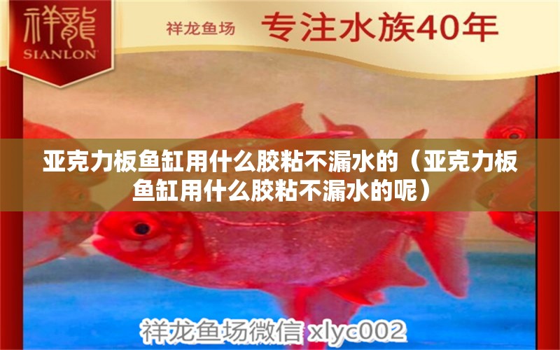 亞克力板魚缸用什么膠粘不漏水的（亞克力板魚缸用什么膠粘不漏水的呢） 黃金眼鏡蛇雷龍魚