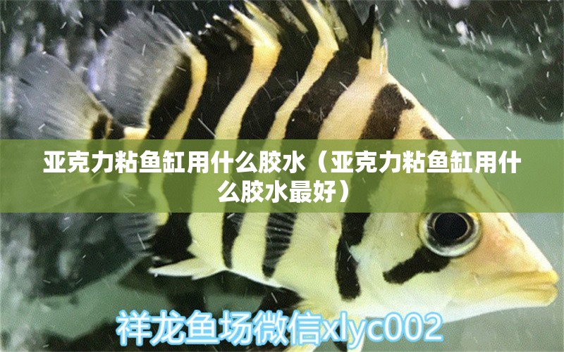 亞克力粘魚缸用什么膠水（亞克力粘魚缸用什么膠水最好）