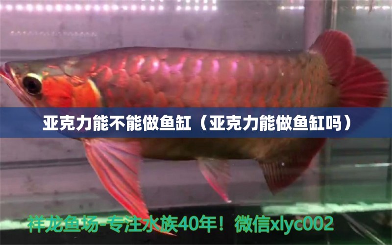 亞克力能不能做魚缸（亞克力能做魚缸嗎）