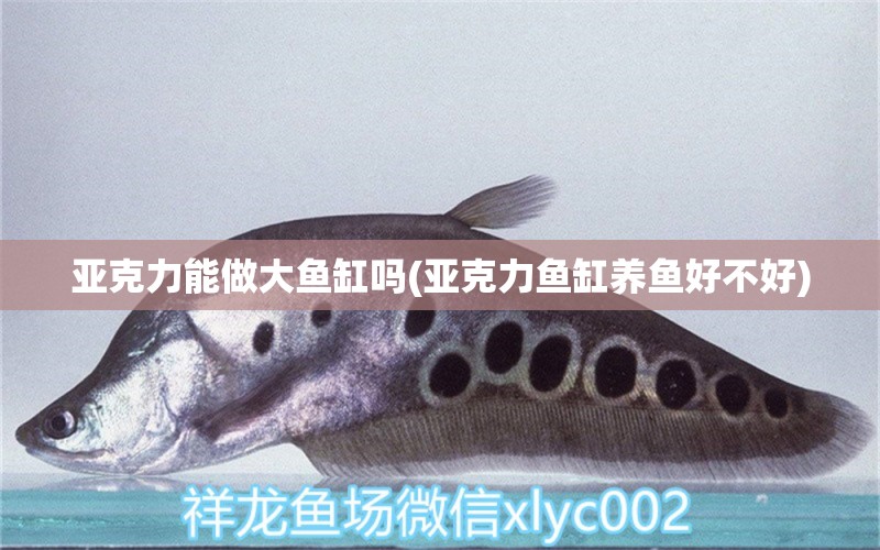 亞克力能做大魚缸嗎(亞克力魚缸養(yǎng)魚好不好) 白子銀龍苗（黃化銀龍苗）