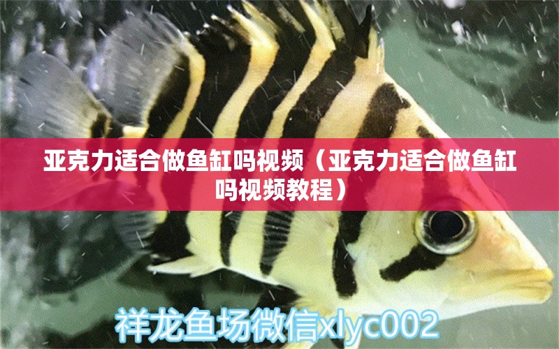 亞克力適合做魚缸嗎視頻（亞克力適合做魚缸嗎視頻教程） 福滿鉆魚