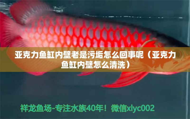 亞克力魚缸內(nèi)壁老是污垢怎么回事呢（亞克力魚缸內(nèi)壁怎么清洗） 觀賞魚市場(chǎng)（混養(yǎng)魚）