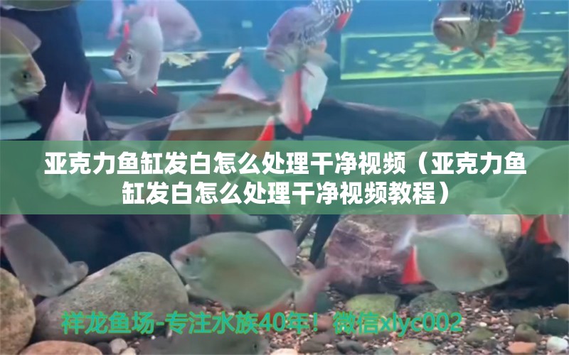 亞克力魚缸發(fā)白怎么處理干凈視頻（亞克力魚缸發(fā)白怎么處理干凈視頻教程）