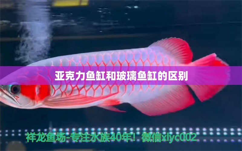 亞克力魚缸和玻璃魚缸的區(qū)別 大嘴鯨魚