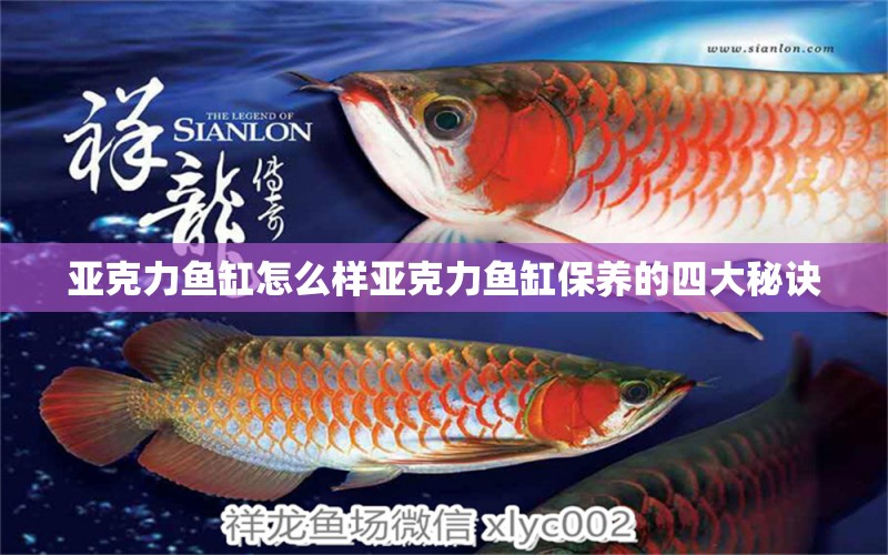 亞克力魚缸怎么樣亞克力魚缸保養(yǎng)的四大秘訣 養(yǎng)魚知識