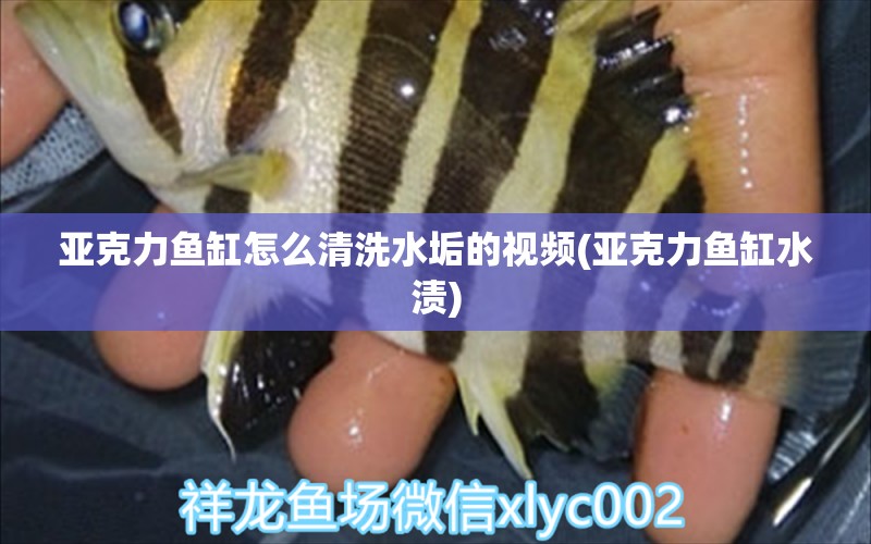 亞克力魚缸怎么清洗水垢的視頻(亞克力魚缸水漬) 森森魚缸 第1張