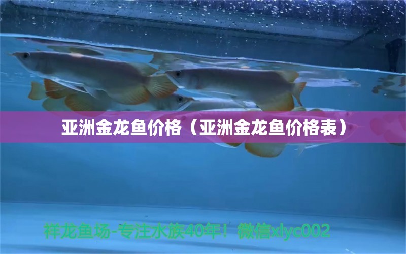 亞洲金龍魚價格（亞洲金龍魚價格表）