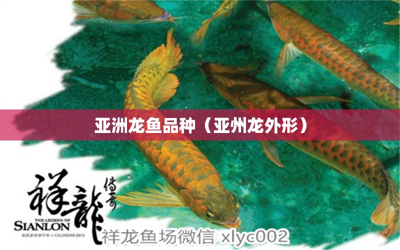 亞洲龍魚品種（亞州龍外形） 祥龍金禾金龍魚 第1張