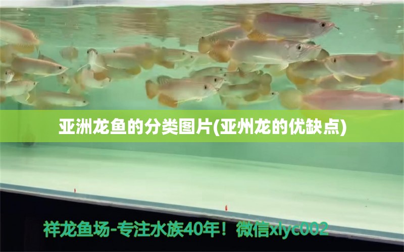 亞洲龍魚的分類圖片(亞州龍的優(yōu)缺點) 刀魚魚