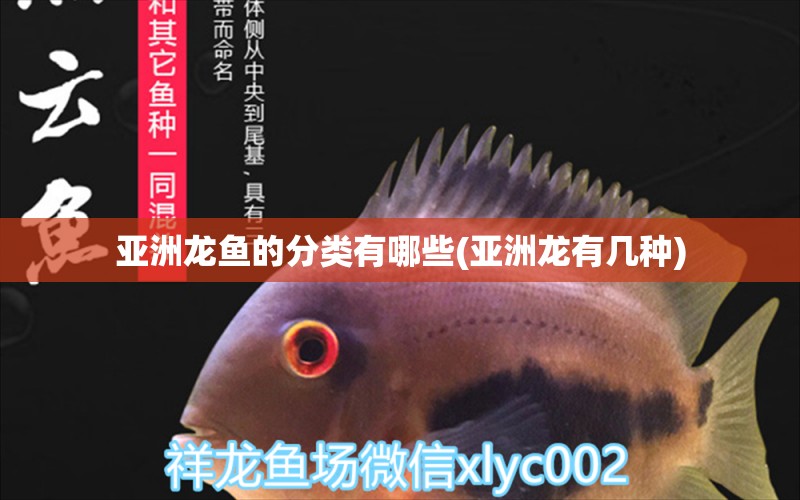 亞洲龍魚的分類有哪些(亞洲龍有幾種) 彩鰈魚缸（彩蝶魚缸）