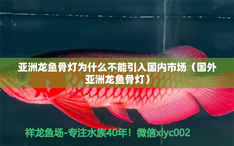 亞洲龍魚骨燈為什么不能引入國內(nèi)市場（國外亞洲龍魚骨燈）