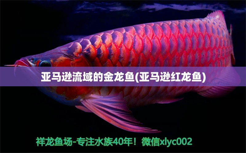 亞馬遜流域的金龍魚(亞馬遜紅龍魚) 潛水艇魚