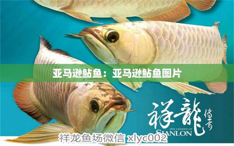 亞馬遜鲇魚：亞馬遜鲇魚圖片