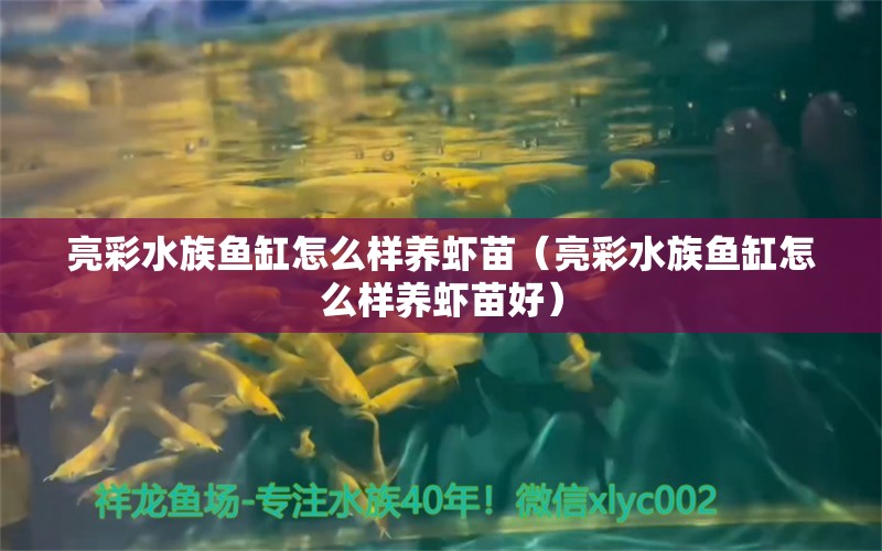 亮彩水族魚缸怎么樣養(yǎng)蝦苗（亮彩水族魚缸怎么樣養(yǎng)蝦苗好）