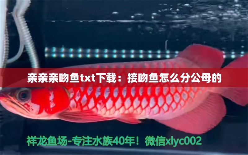 親親親吻魚txt下載：接吻魚怎么分公母的