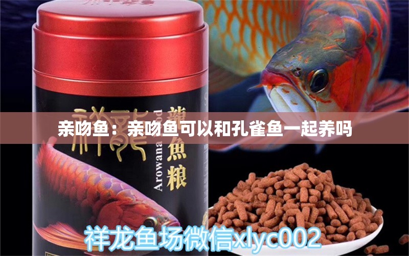 親吻魚：親吻魚可以和孔雀魚一起養(yǎng)嗎