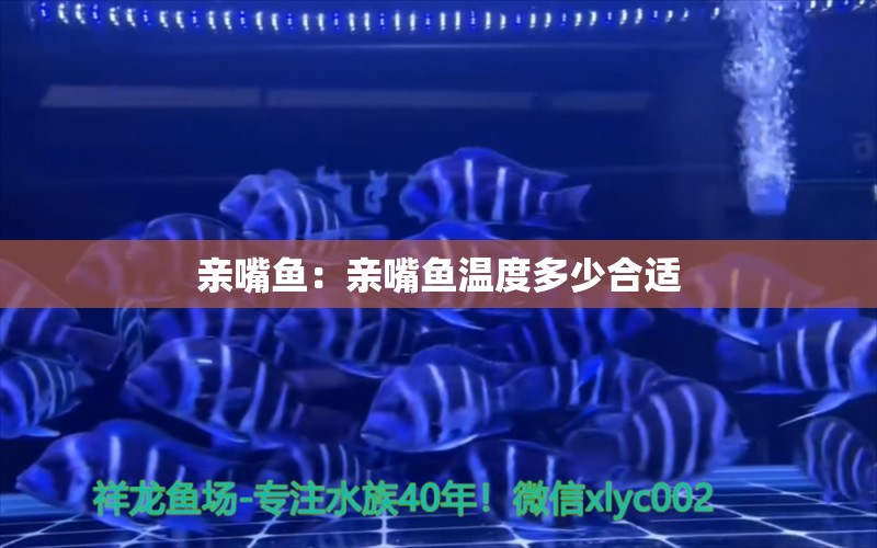 親嘴魚：親嘴魚溫度多少合適 銀龍魚