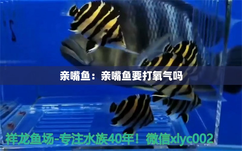 親嘴魚：親嘴魚要打氧氣嗎