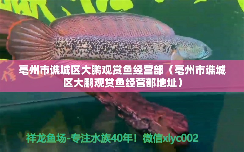 亳州市譙城區(qū)大鵬觀賞魚經(jīng)營部（亳州市譙城區(qū)大鵬觀賞魚經(jīng)營部地址） 全國水族館企業(yè)名錄 第2張