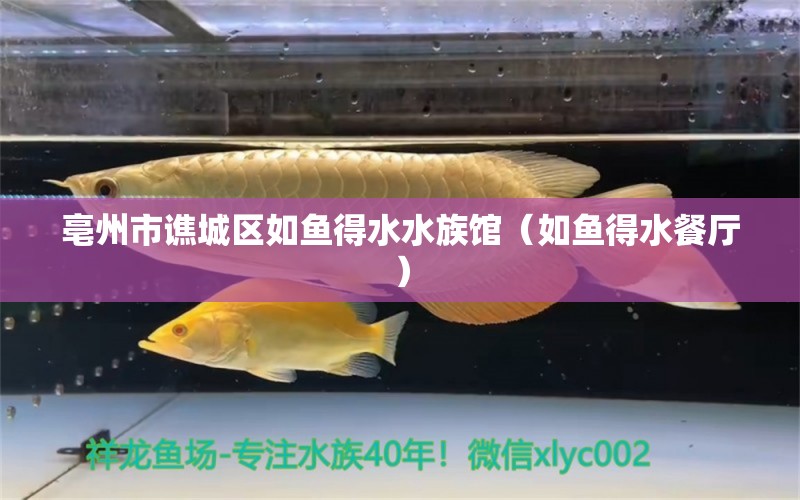 亳州市譙城區(qū)如魚得水水族館（如魚得水餐廳） 全國水族館企業(yè)名錄