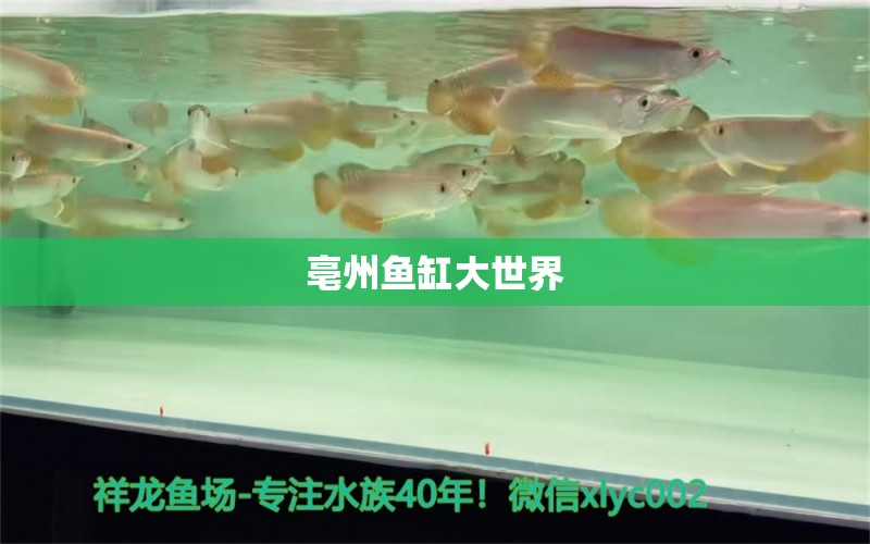 亳州魚缸大世界 其他品牌魚缸