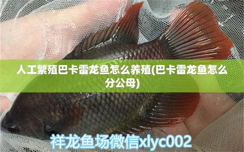 人工繁殖巴卡雷龍魚怎么養(yǎng)殖(巴卡雷龍魚怎么分公母)