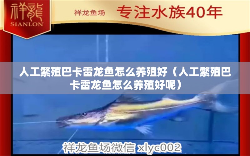 人工繁殖巴卡雷龍魚怎么養(yǎng)殖好（人工繁殖巴卡雷龍魚怎么養(yǎng)殖好呢） 巴卡雷龍魚