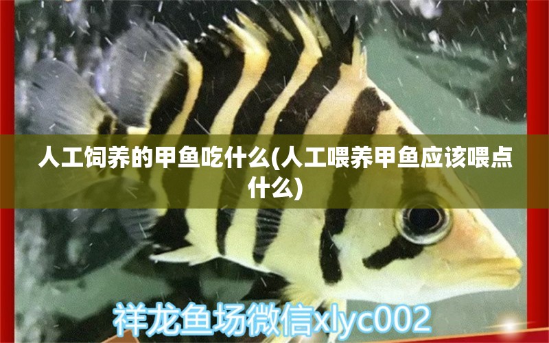 人工飼養(yǎng)的甲魚吃什么(人工喂養(yǎng)甲魚應(yīng)該喂點什么) 泰國虎魚（泰虎）