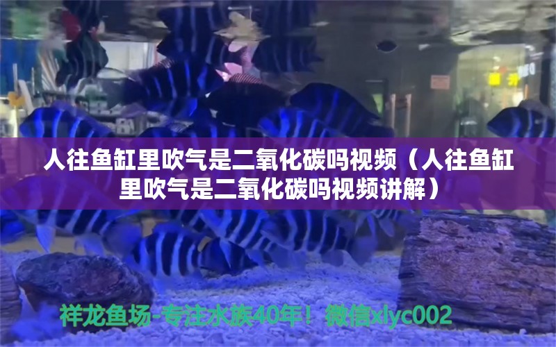 人往魚缸里吹氣是二氧化碳嗎視頻（人往魚缸里吹氣是二氧化碳嗎視頻講解）