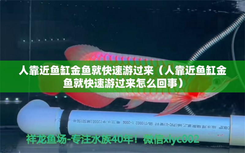 人靠近魚缸金魚就快速游過來（人靠近魚缸金魚就快速游過來怎么回事） 祥龍水族醫(yī)院