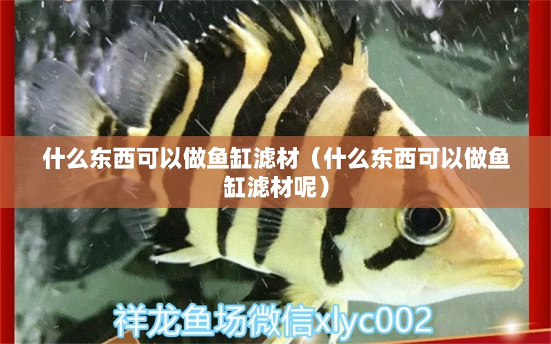 什么東西可以做魚(yú)缸濾材（什么東西可以做魚(yú)缸濾材呢） 黑影道人魚(yú)