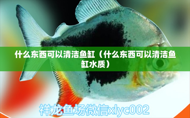 什么東西可以清潔魚缸（什么東西可以清潔魚缸水質） 南美異型魚