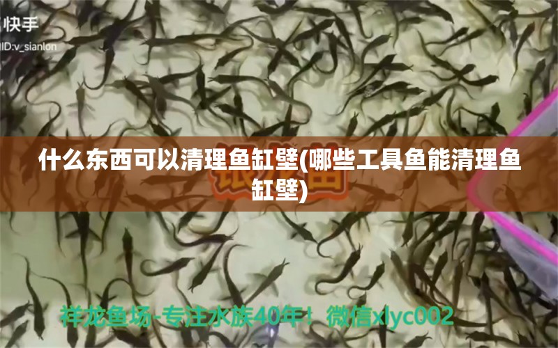 什么東西可以清理魚缸壁(哪些工具魚能清理魚缸壁) 養(yǎng)魚知識