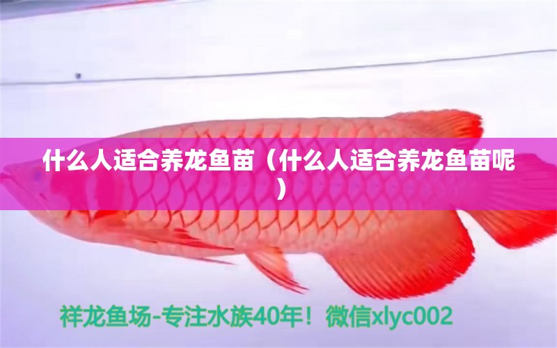 什么人適合養(yǎng)龍魚苗（什么人適合養(yǎng)龍魚苗呢）