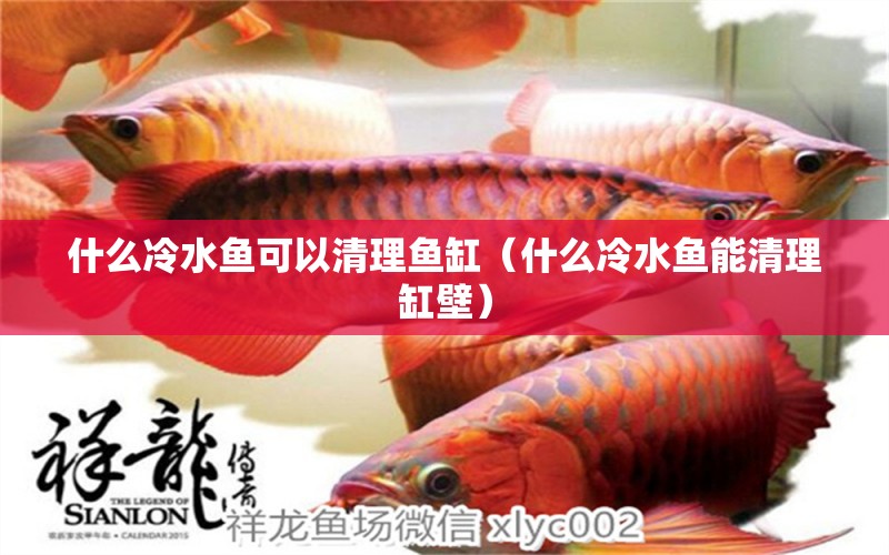 什么冷水魚(yú)可以清理魚(yú)缸（什么冷水魚(yú)能清理缸壁） 赤荔鳳冠魚(yú)