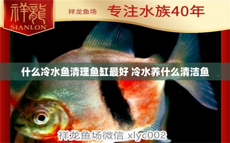 什么冷水魚清理魚缸最好 冷水養(yǎng)什么清潔魚