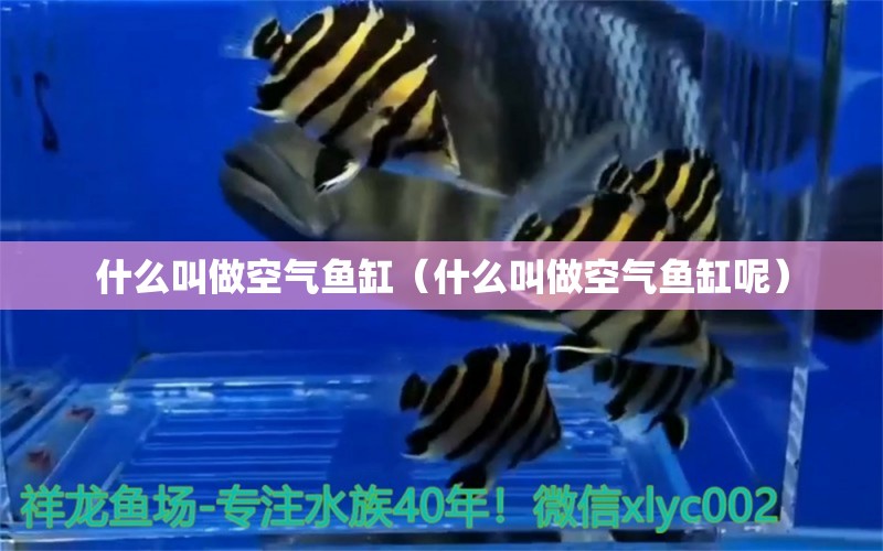 什么叫做空氣魚缸（什么叫做空氣魚缸呢）