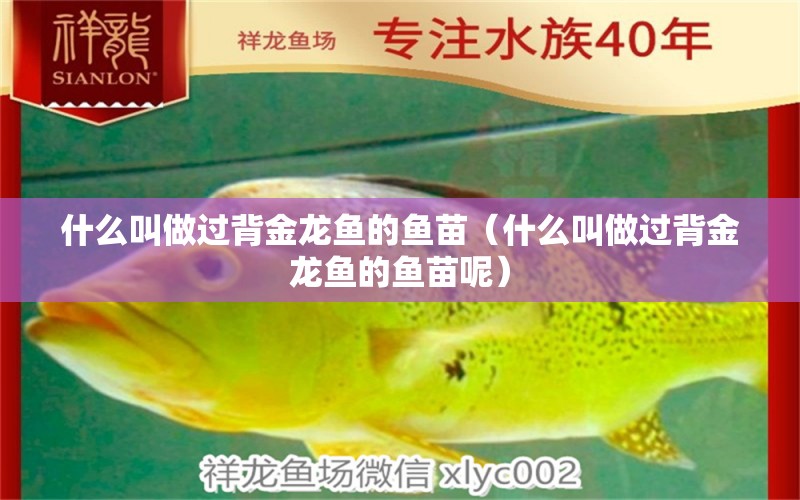 什么叫做過背金龍魚的魚苗（什么叫做過背金龍魚的魚苗呢）