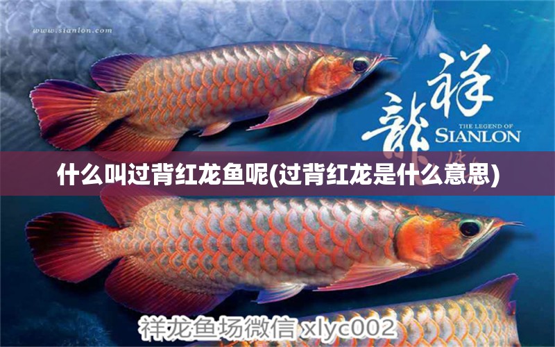 什么叫過背紅龍魚呢(過背紅龍是什么意思) 祥龍魚場 第1張