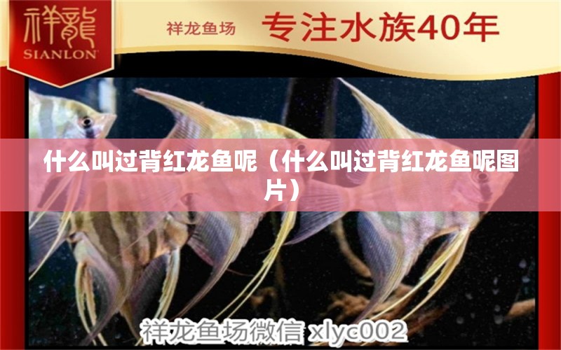 什么叫過(guò)背紅龍魚呢（什么叫過(guò)背紅龍魚呢圖片） 廣州龍魚批發(fā)市場(chǎng)