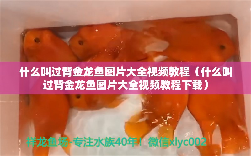 什么叫過背金龍魚圖片大全視頻教程（什么叫過背金龍魚圖片大全視頻教程下載）