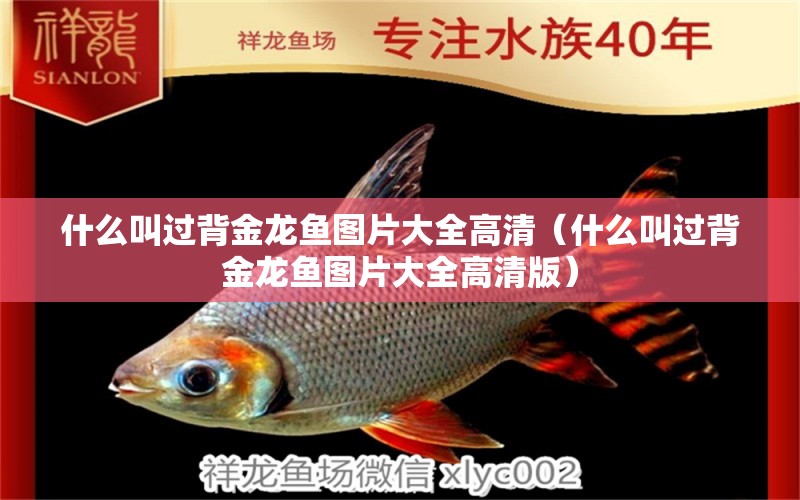 什么叫過(guò)背金龍魚圖片大全高清（什么叫過(guò)背金龍魚圖片大全高清版）