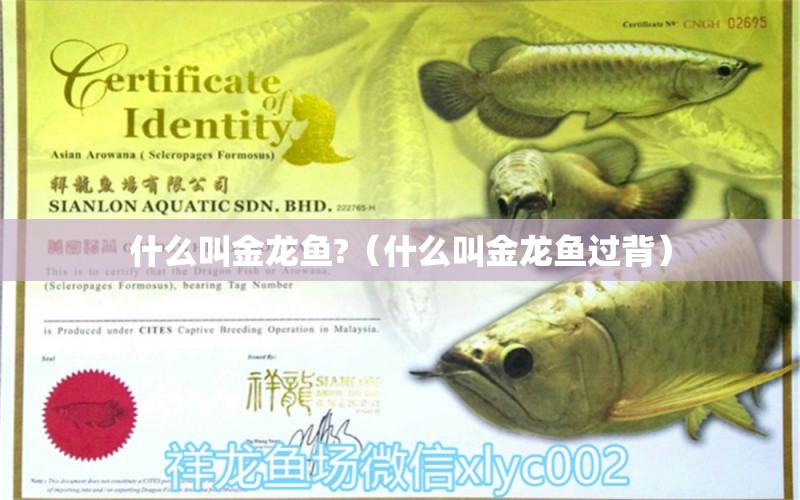 什么叫金龍魚?（什么叫金龍魚過背） 祥龍水族醫(yī)院