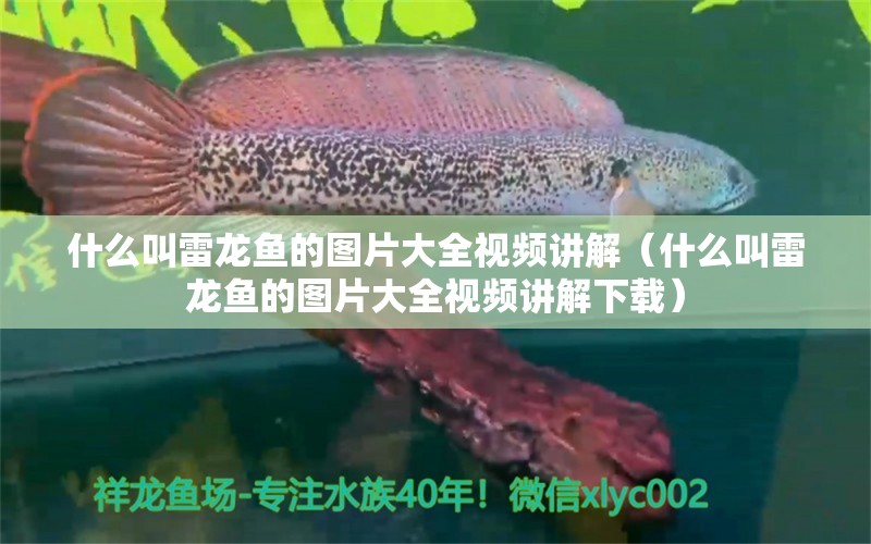 什么叫雷龍魚的圖片大全視頻講解（什么叫雷龍魚的圖片大全視頻講解下載） 廣州龍魚批發(fā)市場