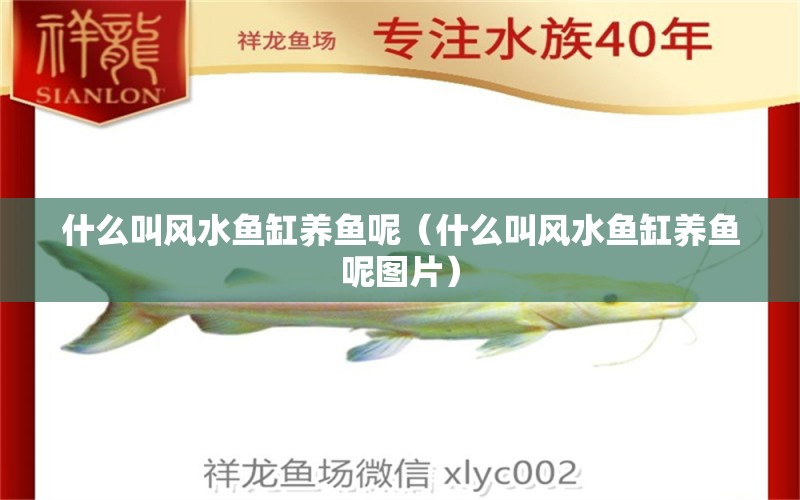 什么叫風水魚缸養(yǎng)魚呢（什么叫風水魚缸養(yǎng)魚呢圖片） 魚缸風水