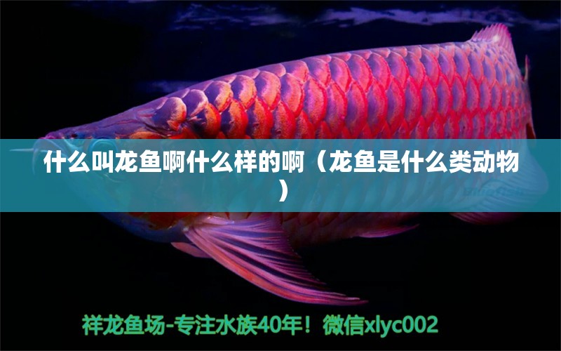 什么叫龍魚啊什么樣的?。堲~是什么類動物） 廣州觀賞魚批發(fā)市場