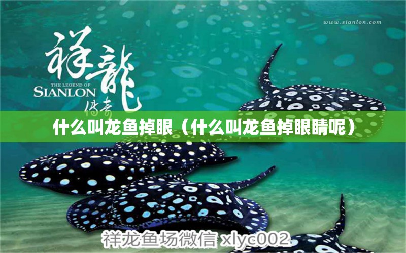 什么叫龍魚掉眼（什么叫龍魚掉眼睛呢） 廣州龍魚批發(fā)市場(chǎng)